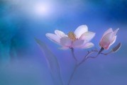 夢中的畫眉之歌，詩意與生活的交響，夢中之畫眉之歌，詩意與生活的交響樂章
