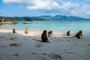 夢(mèng)境中的猴子之旅，夢(mèng)境中的猴子之旅之旅的奇幻探索