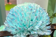 年產值超5000億元！“鮮花經(jīng)濟”一路生花