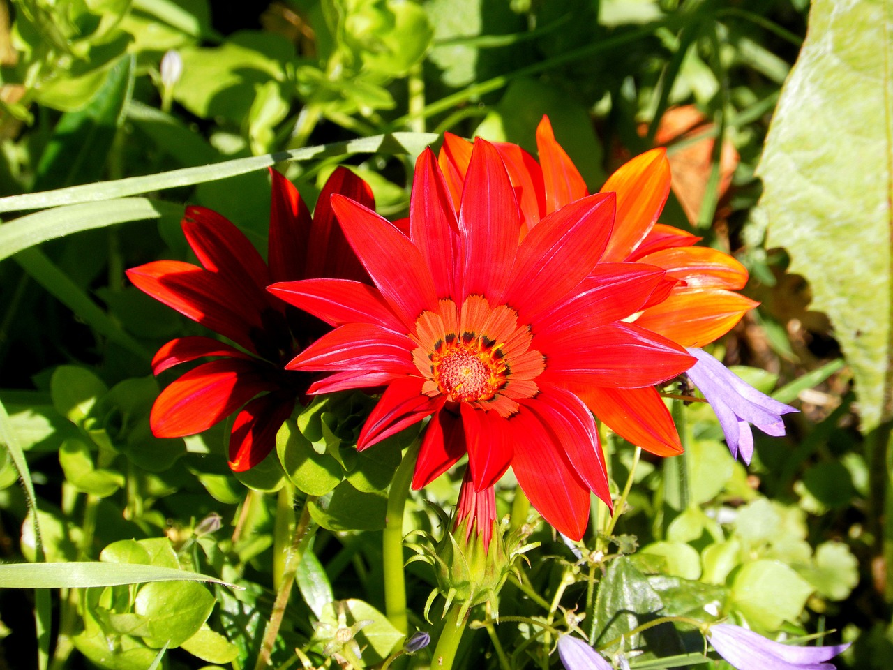 夢(mèng)中花語(yǔ)，解讀夢(mèng)到花的深層含義
