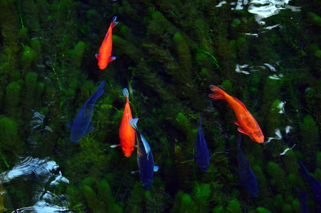 夢(mèng)中的水與魚(yú)，心靈的寓言