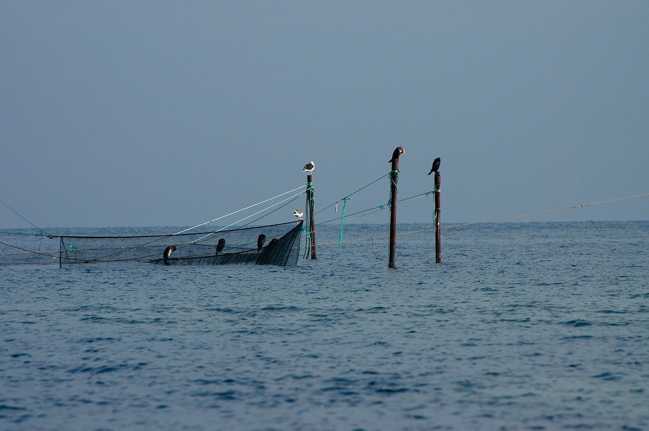 夢(mèng)中的魚影，一次自我探索的殺魚夢(mèng)