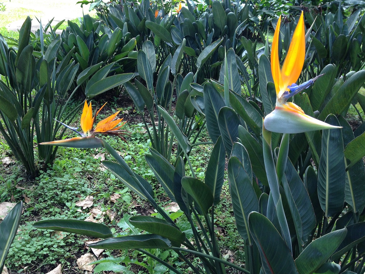 孕婦夢(mèng)到菠蘿蜜，寓意與解讀