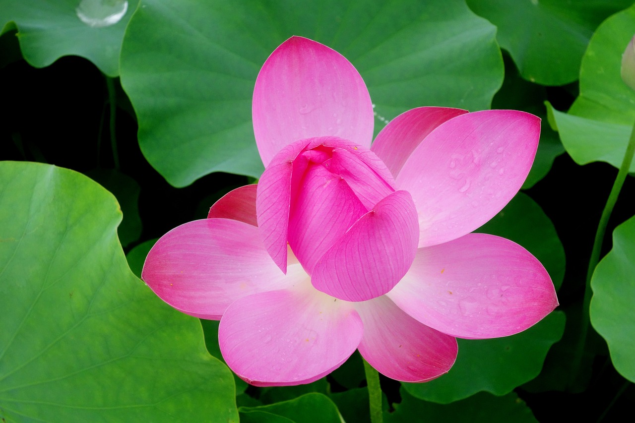 夢(mèng)到魚(yú)塘，深邃的寓意與心靈的啟示
