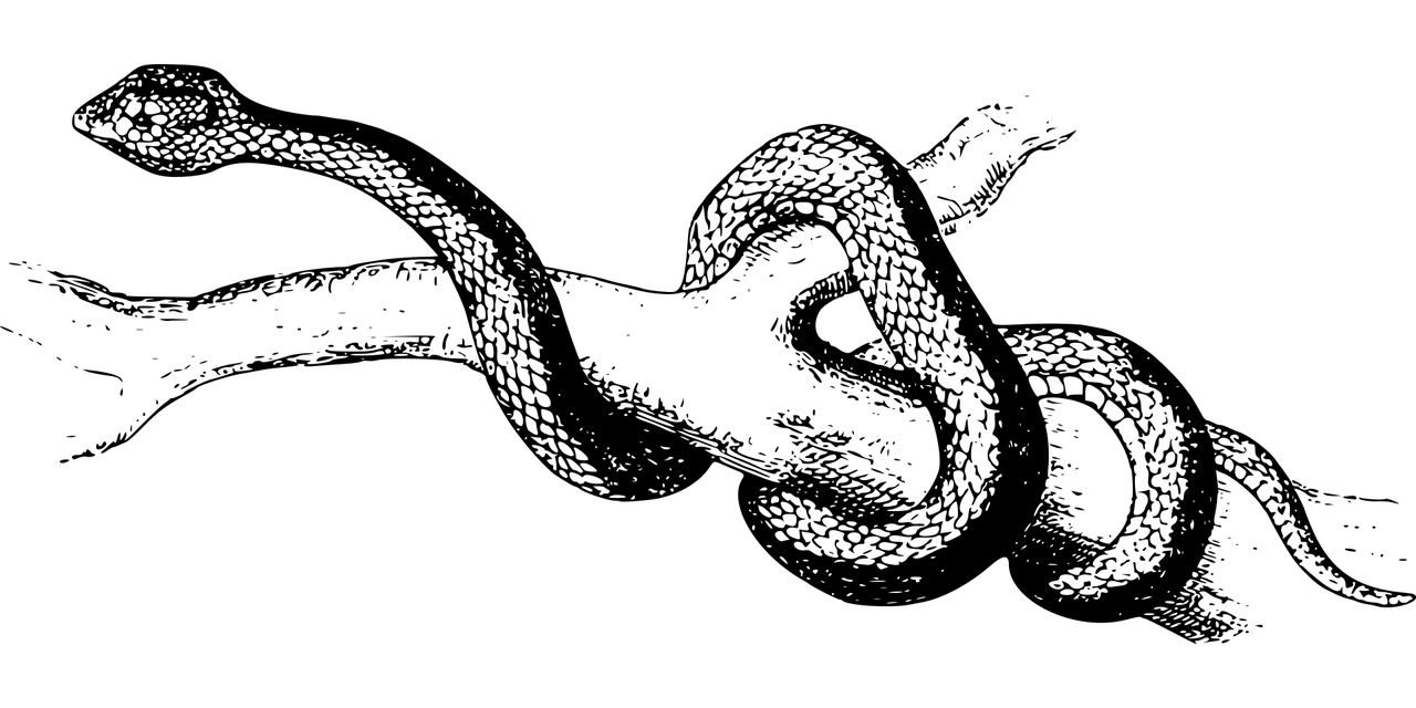 夢魘之蛇，蛇咬手之謎，夢魘之蛇，蛇咬手之謎的解析