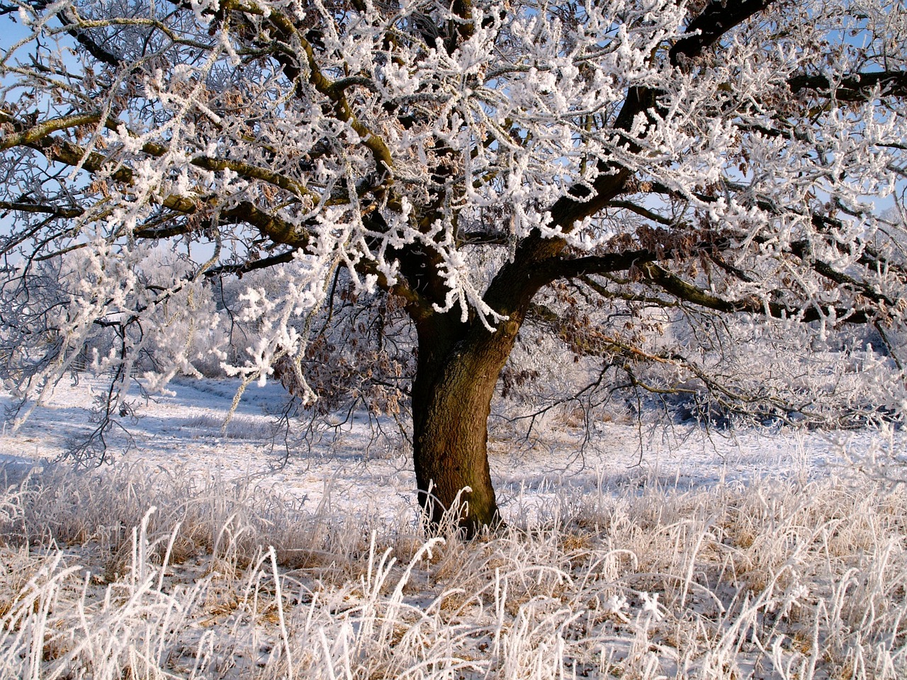 夢(mèng)中的雪舞，一場(chǎng)飄灑的冬日之夢(mèng)