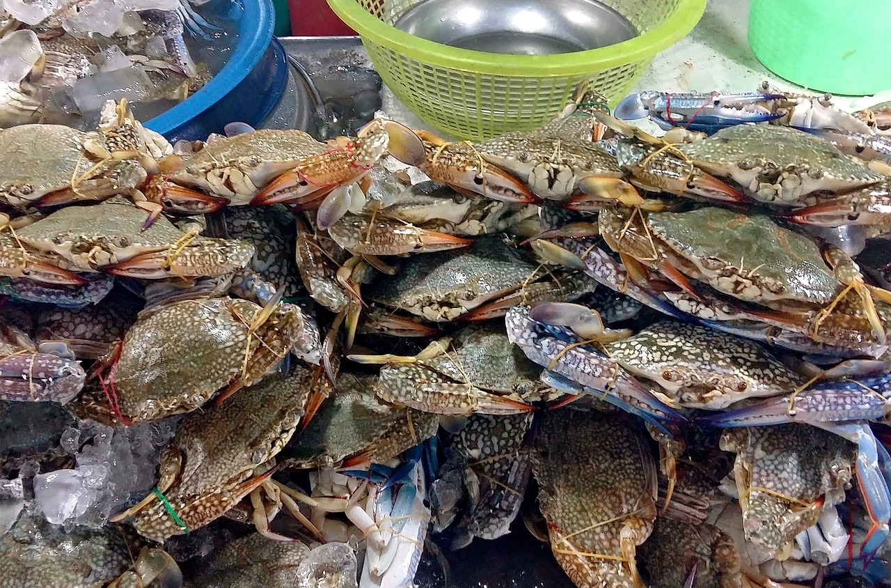 夢(mèng)中奇遇，螃蟹與魚(yú)的共舞