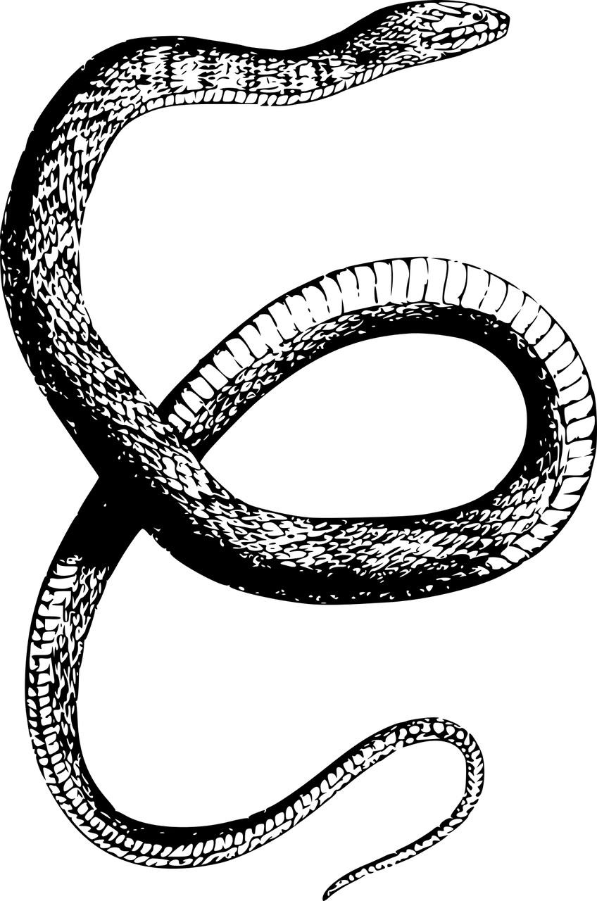 夢(mèng)中的蛇之謎，探索身上有蛇的夢(mèng)境，夢(mèng)中的蛇之謎，探索身上有蛇的夢(mèng)境