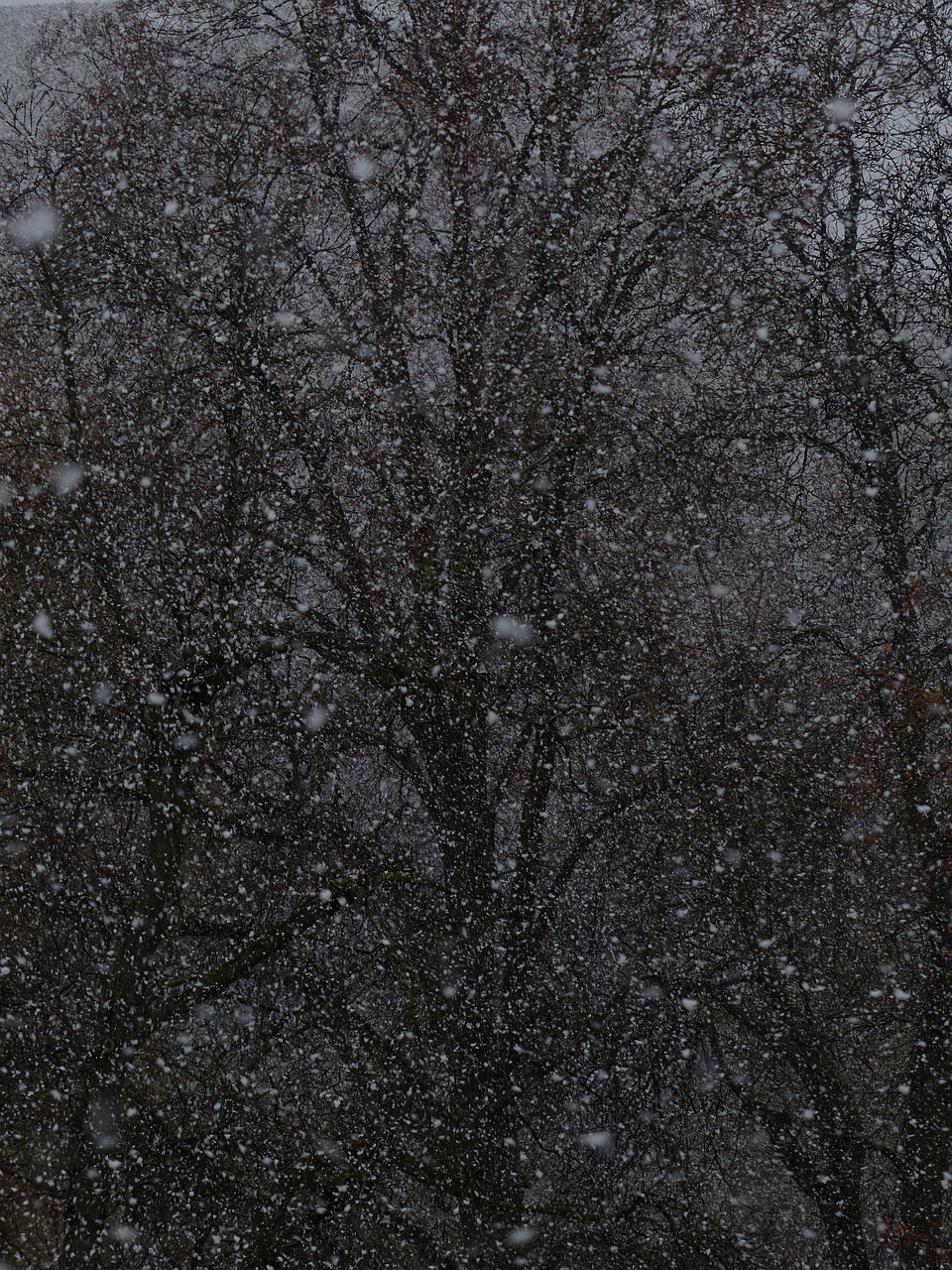 夢中雪舞，心靈的洗禮