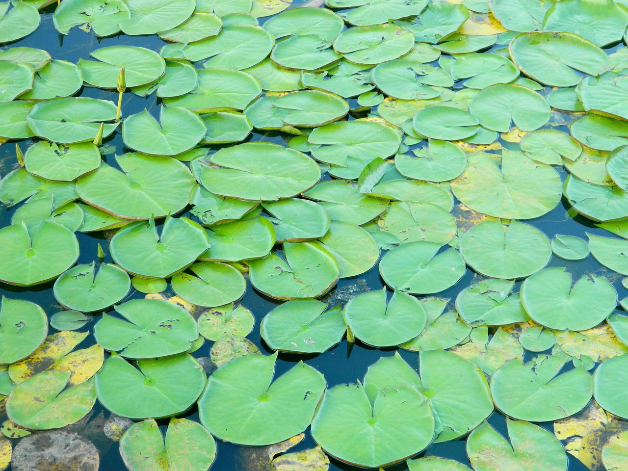 夢(mèng)到魚(yú)籽，生命與希望的象征
