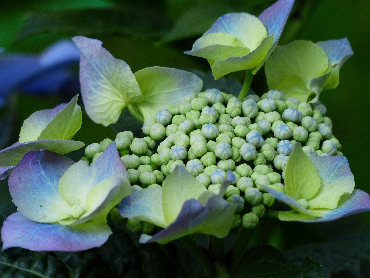 夢(mèng)中花?！粓?chǎng)鮮花的絢爛夢(mèng)境