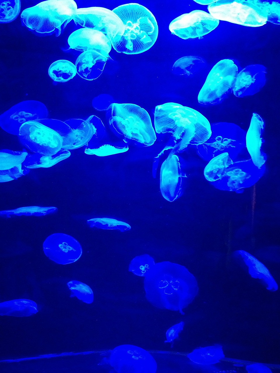 夢(mèng)到彩色的魚(yú)，一場(chǎng)神秘而多彩的夢(mèng)境之旅