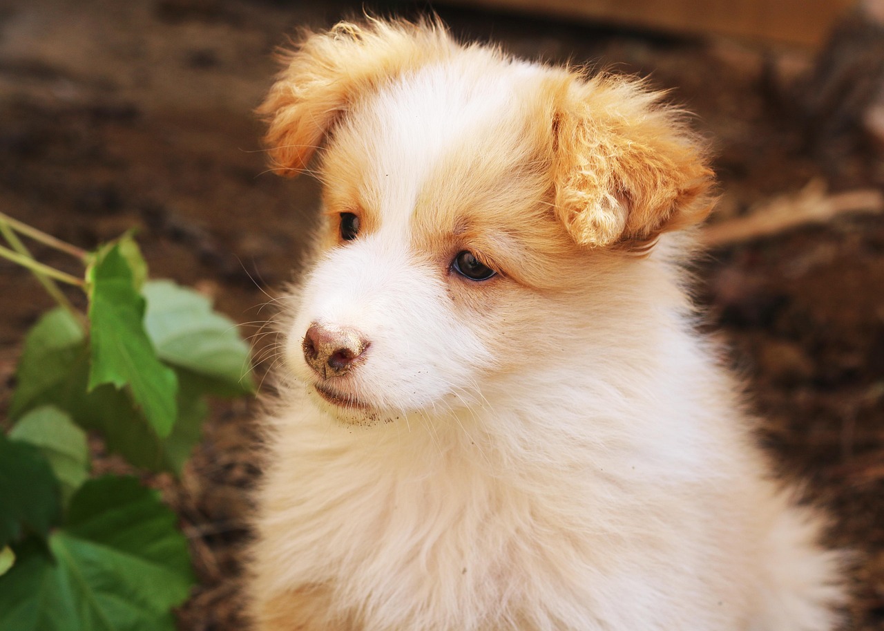 犬舍注冊(cè)全攻略，流程、注意事項(xiàng)及必備材料