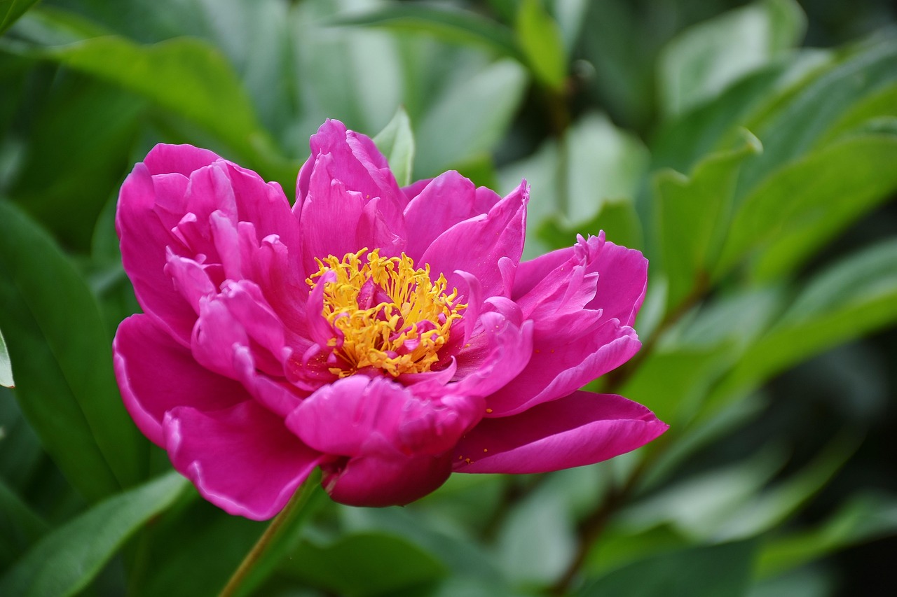 花啦花啦注冊(cè)難題解析，常見問題及解決方案